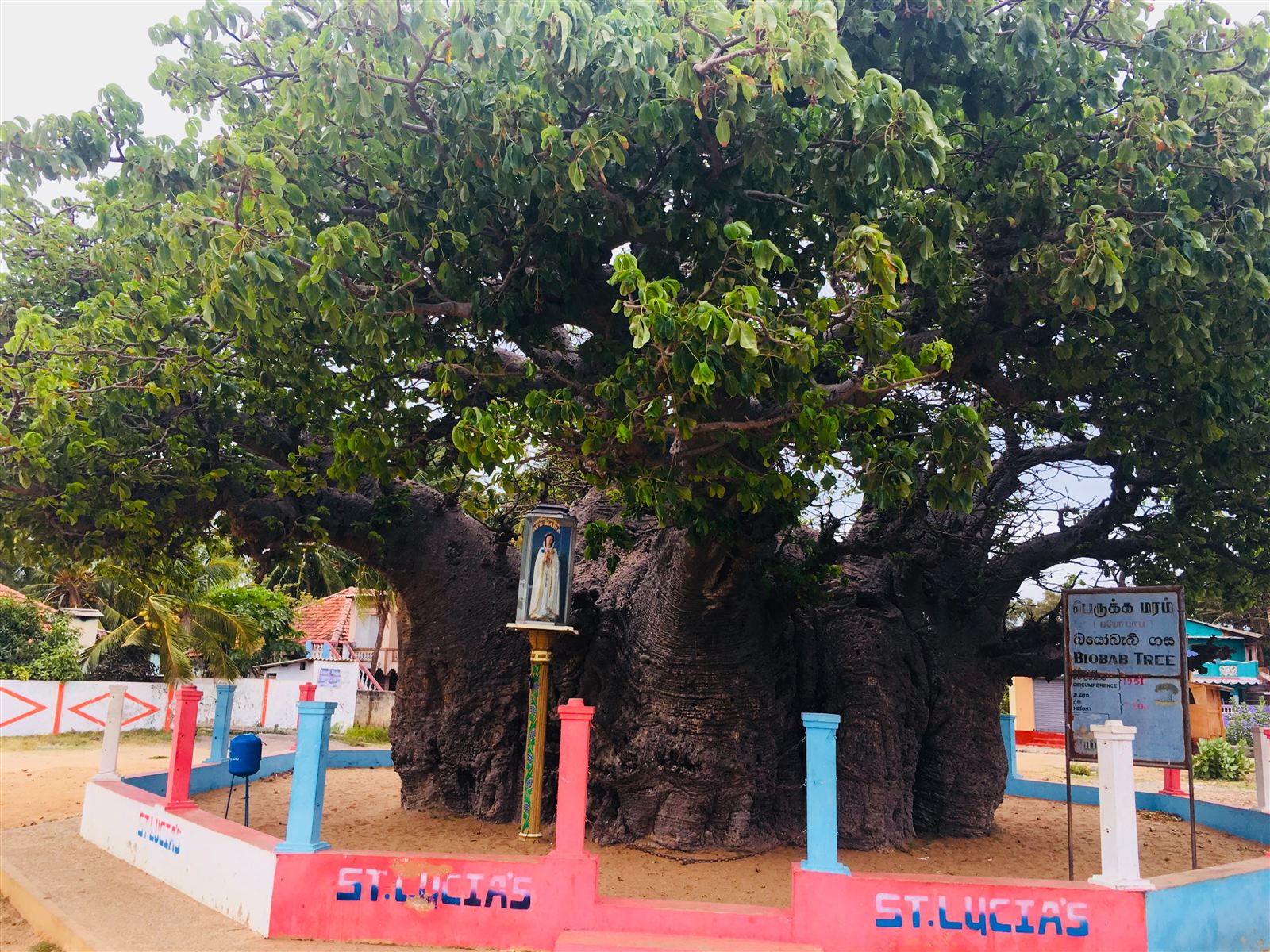 Baobab Tree in Mannar - Photo by Sanjeew Sanjaya